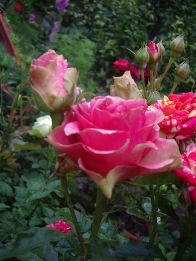 IMGP3033 - trandafiri