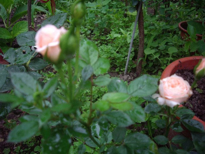 IMGP3036 - trandafiri