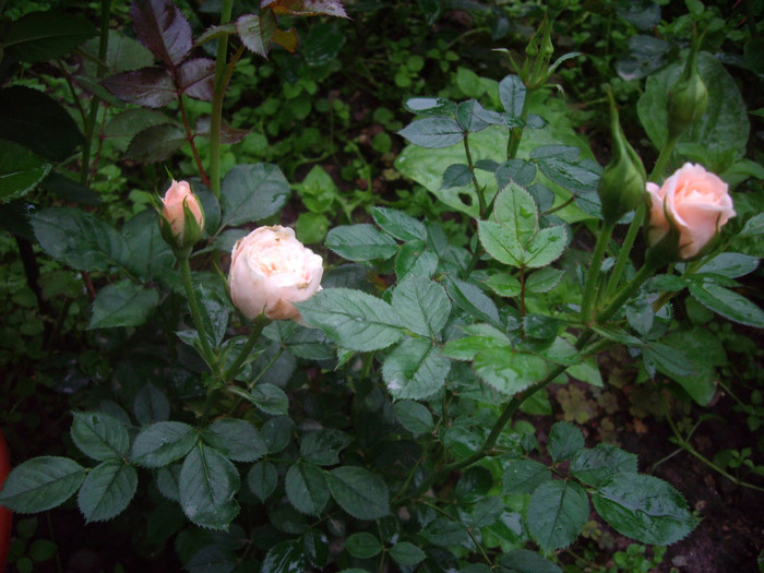 IMGP3039 - trandafiri