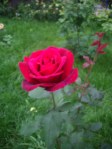 IMGP3040 - trandafiri