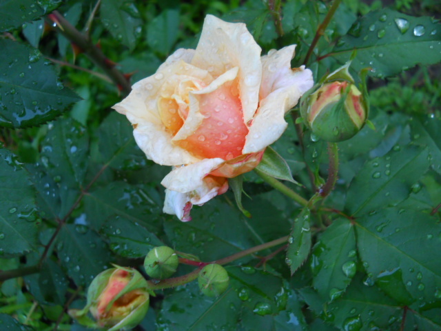 caramela