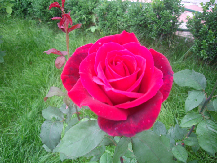 IMGP3042 - trandafiri