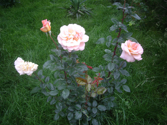 IMGP3043 - trandafiri