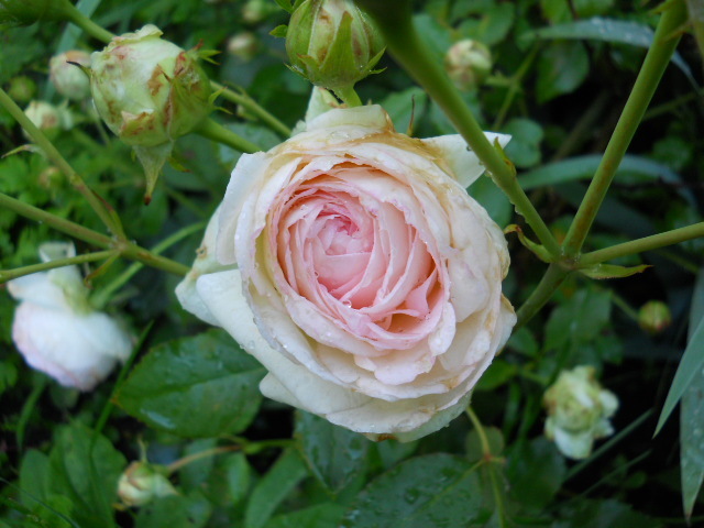 edenrose