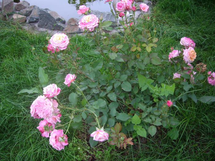 IMGP3046 - trandafiri