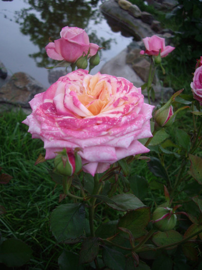 IMGP3047 - trandafiri