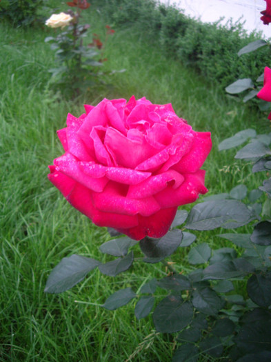 IMGP3052 - trandafiri