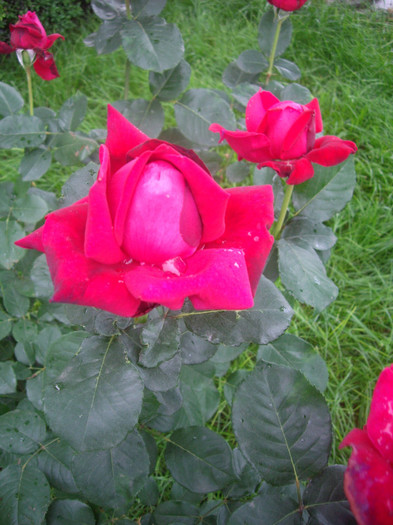 IMGP3054 - trandafiri