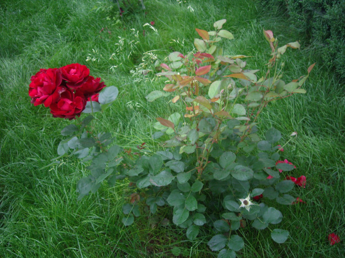 IMGP3055 - trandafiri