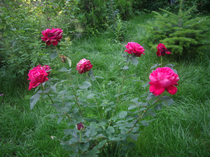 IMGP3058 - trandafiri