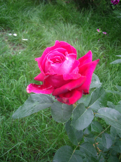 IMGP3061 - trandafiri