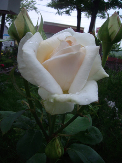 IMGP3063 - trandafiri