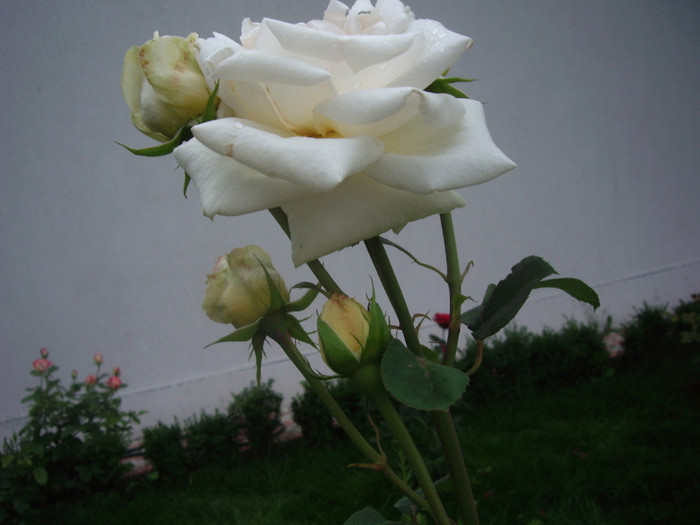 IMGP3064 - trandafiri