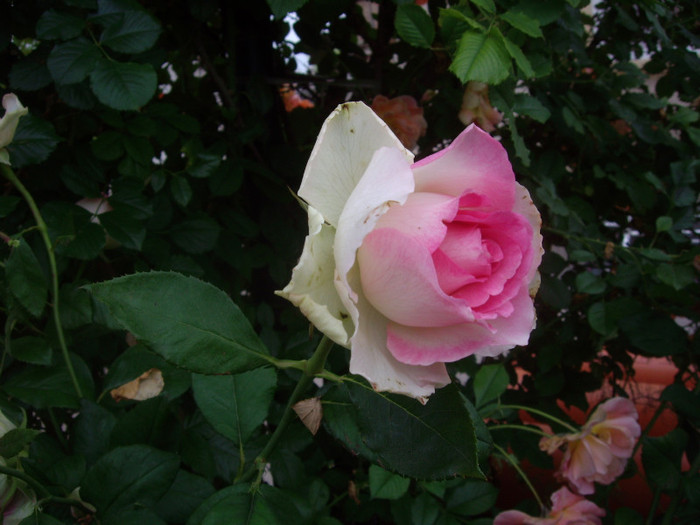 IMGP3069 - trandafiri