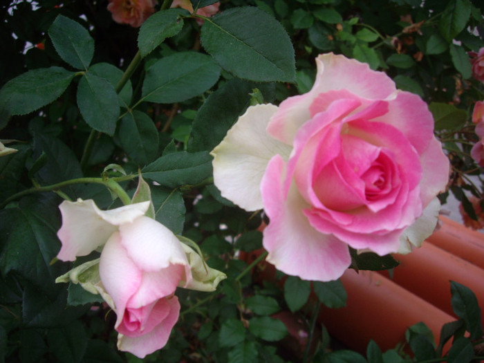 IMGP3071 - trandafiri