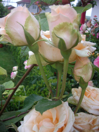 IMGP3073 - trandafiri