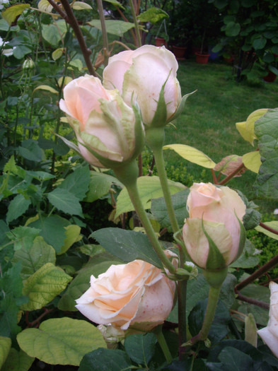 IMGP3076 - trandafiri