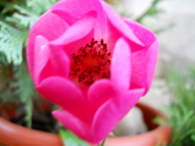 Angela ,prima floricica