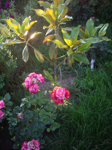 IMGP2923 - Flori 2012