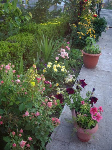 IMGP2925 - Flori 2012