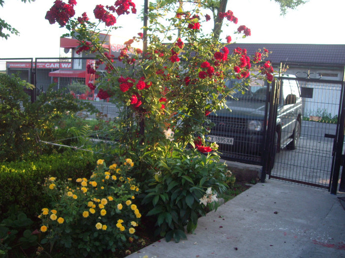 IMGP2926 - Flori 2012