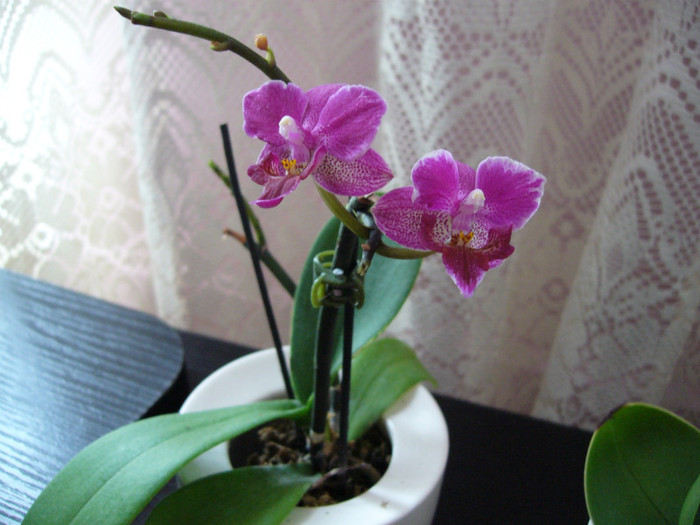 P1020360 - orhidee 2012