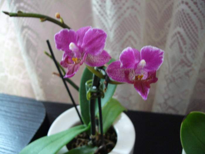 P1020359 - orhidee 2012