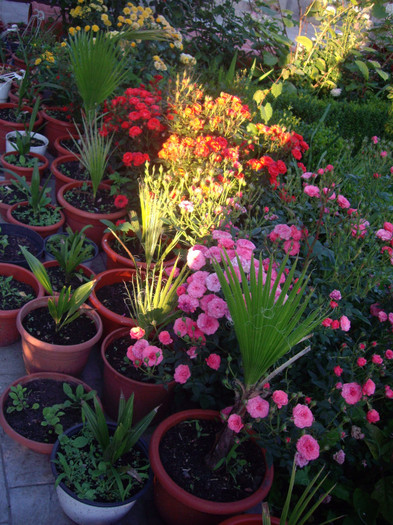 palmieri si miniaturi - Flori 2012