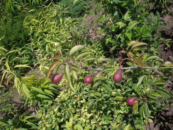 IMGP2967 - Flori 2012