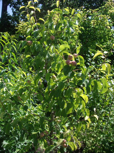 IMGP2969 - Flori 2012