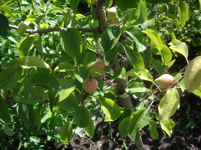 IMGP2971 - Flori 2012