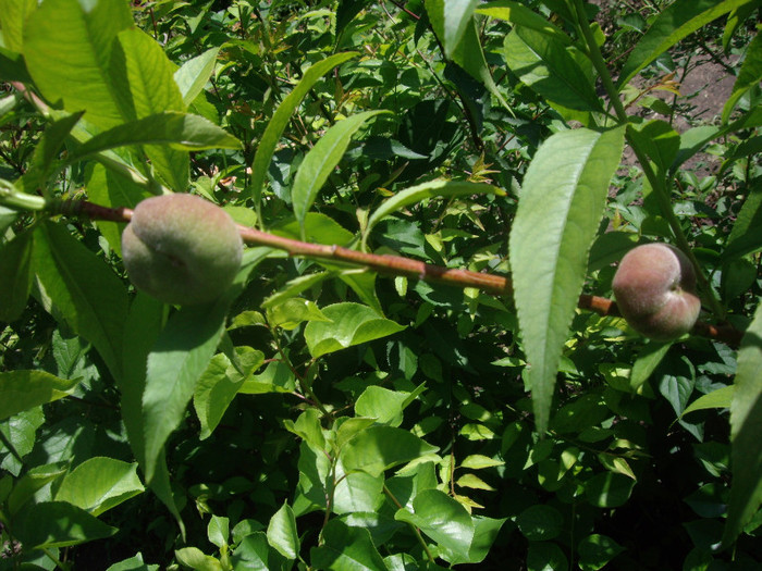 IMGP2972 - Flori 2012