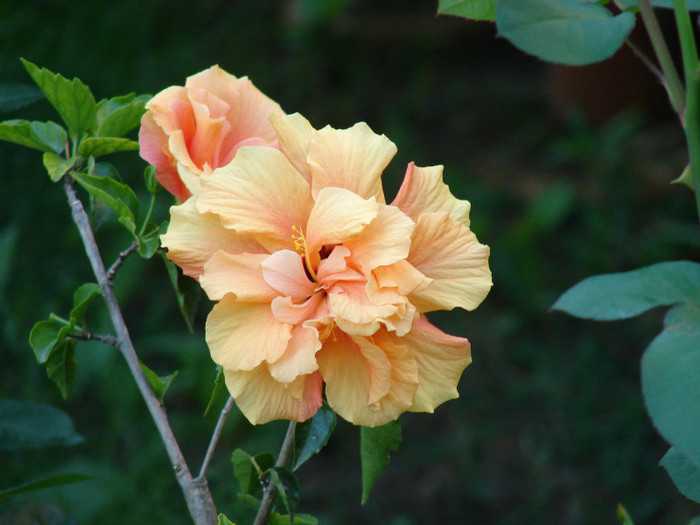 Clasic Apricot - Hibiscus