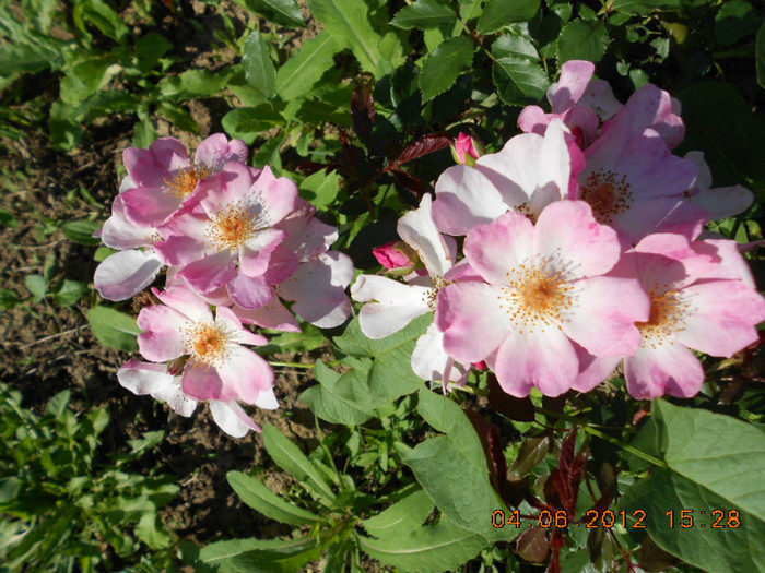 DSCN3513 - Trandafirii Lottum in gradina mea