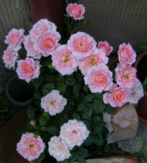 06iun2012 - Flower Power-FRYcassia