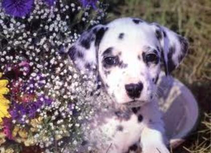 dalmatian