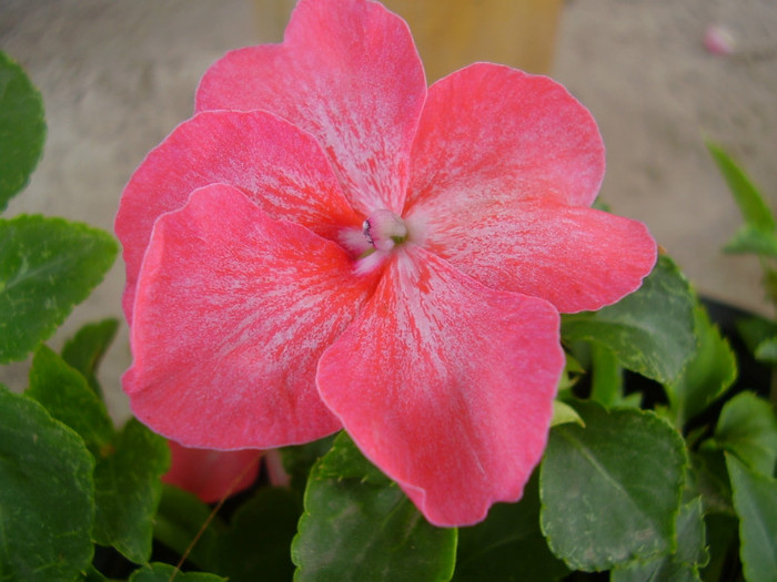 012 - impatiens