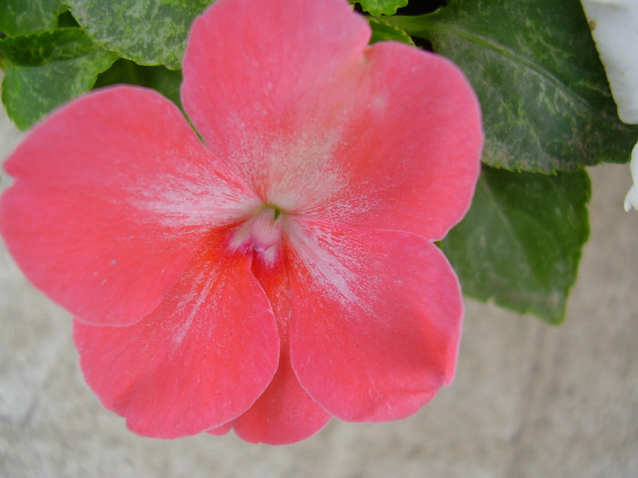 013 - impatiens