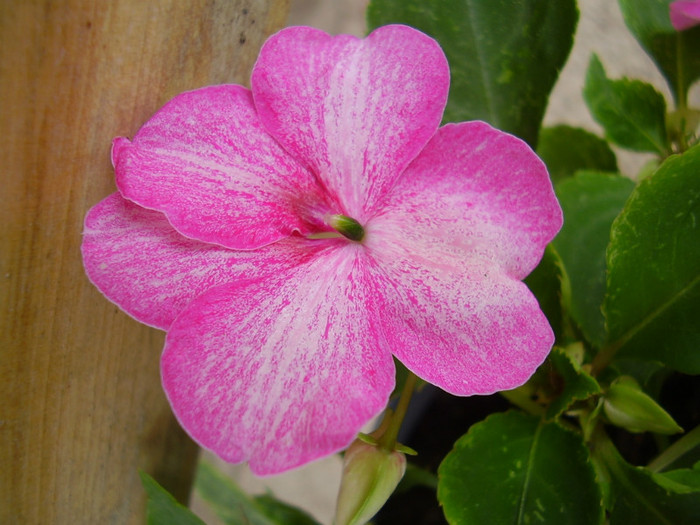 014 - impatiens