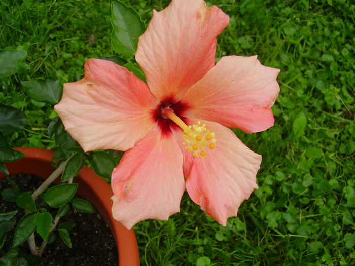 005 - hibiscus