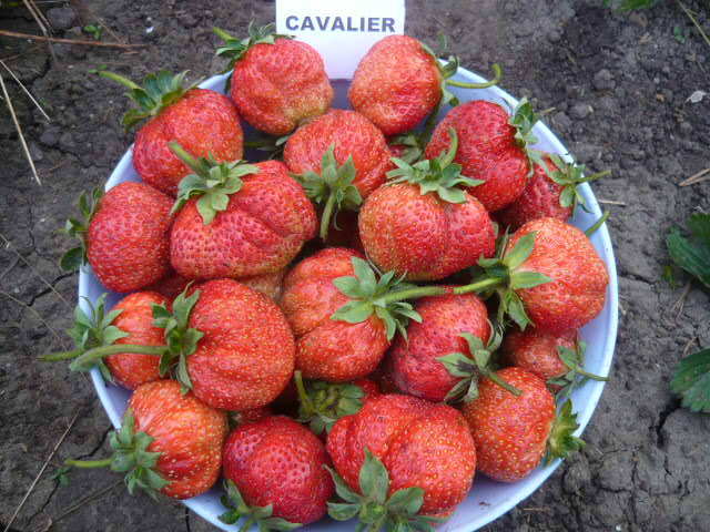 CAVALIER ( dulci, aromate ) - CAPSUNI