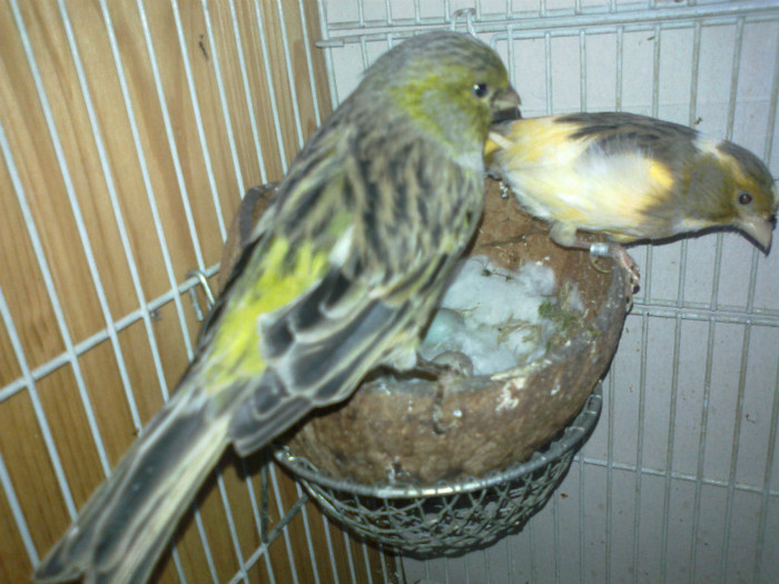 05062012058 - canari