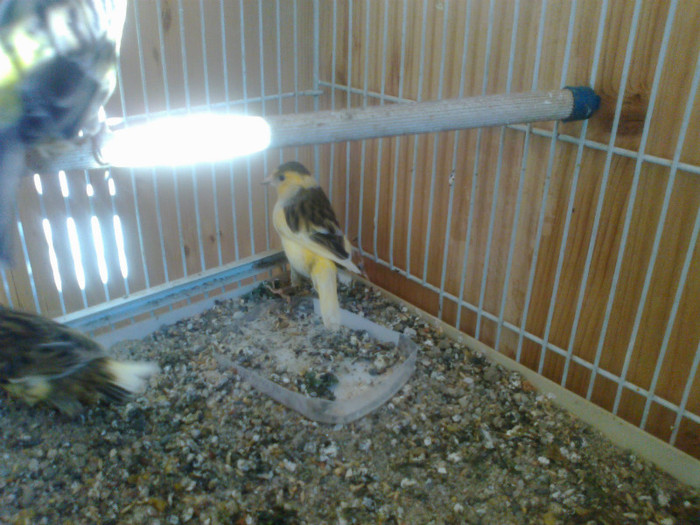 30052012044 - canari