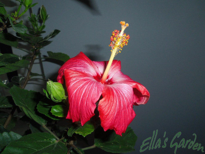 06 iunie 2012/ Chariots of fire - 2012 Hibiscus