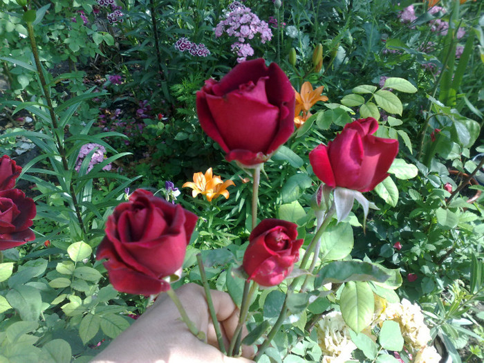 01062012 - Crimson Glory