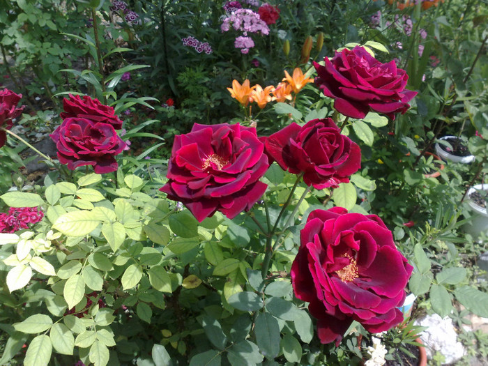 02062012 - Crimson Glory