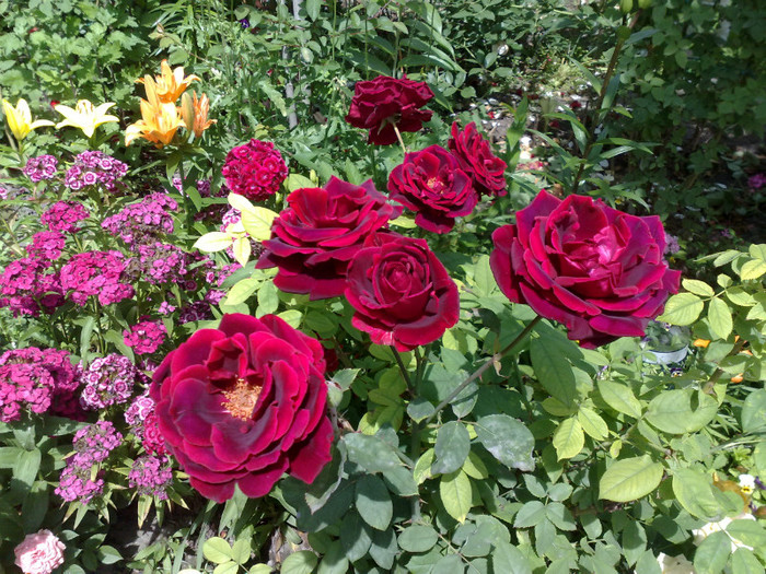 02062012 - Crimson Glory