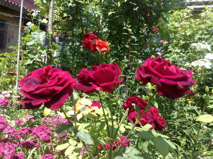 02062012 - Crimson Glory