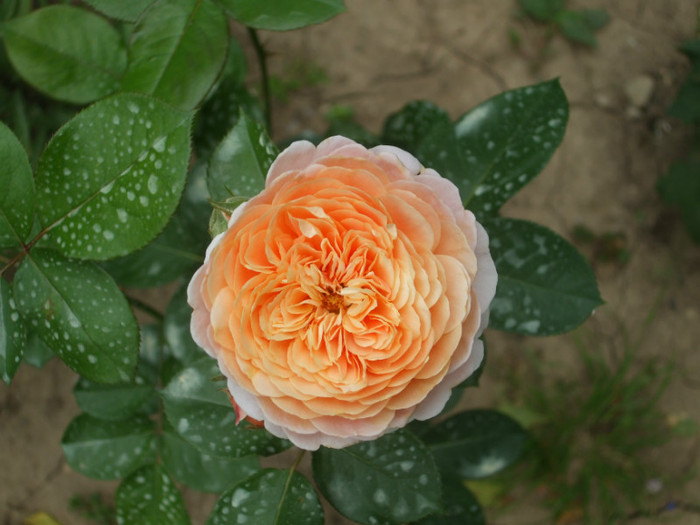 Parfum d'Orleans