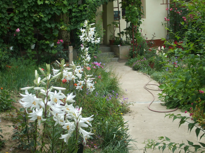 flori 2012 683